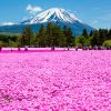 เทศกาลชมดอกชิบะซากุระที่ฟูจิ จังหวัดยามานาชิ (Fuji Shiba sakura Festival in Yamanashi)2019